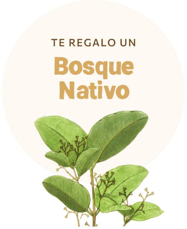 Bosque Nativo